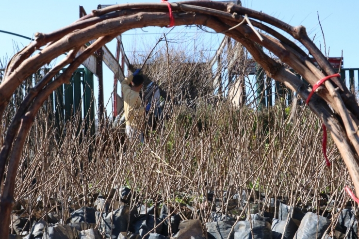 Şanlıurfa’da Fidan Dikimine Başlandı