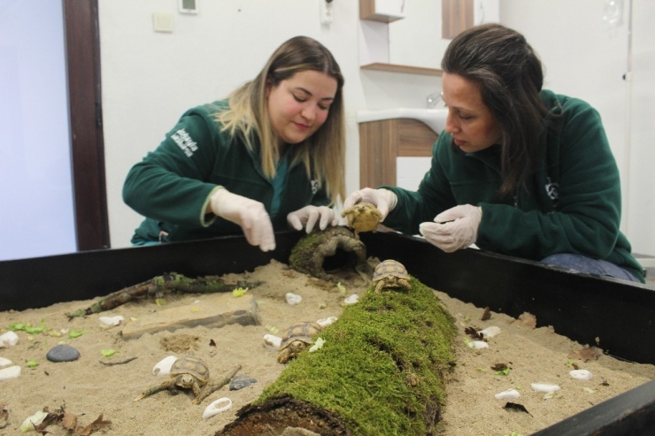 Sosyal Medyadan Satılmaya Çalışılırken Ele Geçirilen Kaplumbağalar Yeni Yuvasında Sağlığına Kavuştu