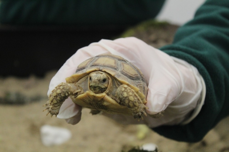 Sosyal Medyadan Satılmaya Çalışılırken Ele Geçirilen Kaplumbağalar Yeni Yuvasında Sağlığına Kavuştu
