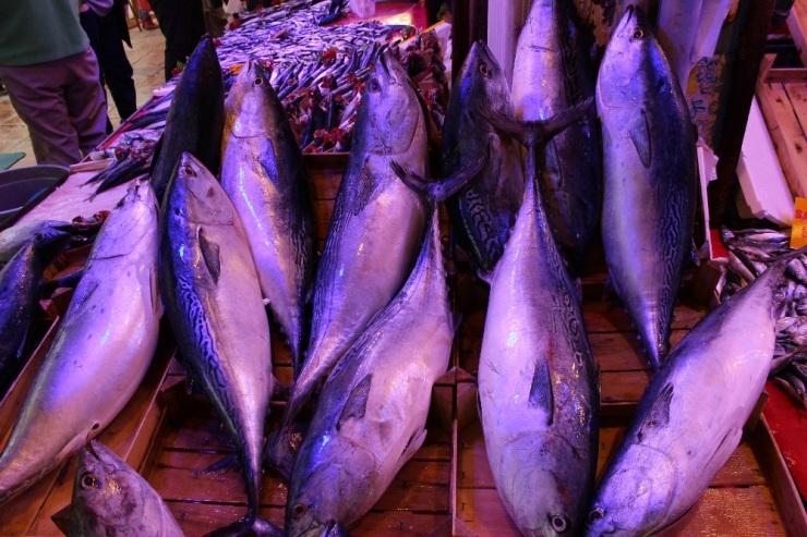 Eskişehir Halkı Ton Balığını Sevdi