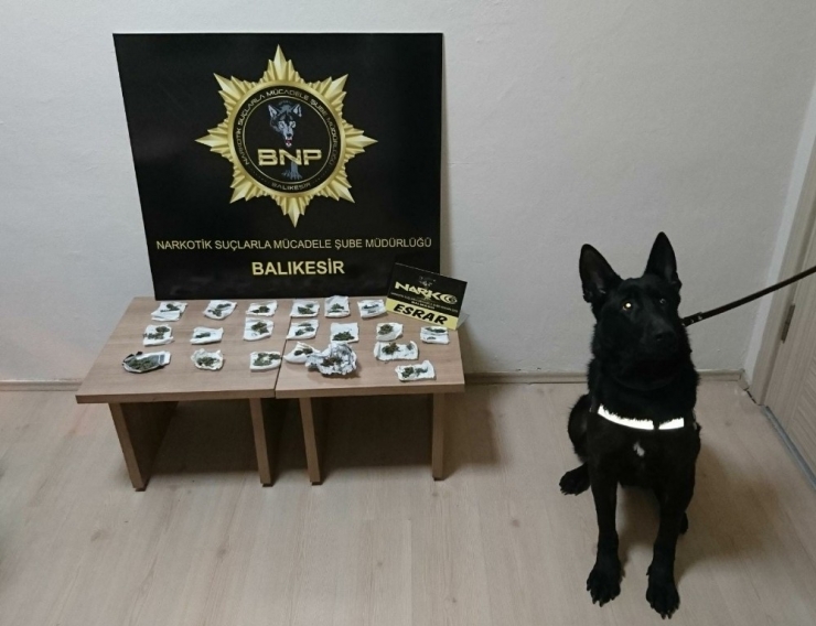 Dedektör Köpek Baht’dan Bingo