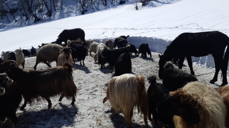 Saman Fiyatları Arttı, Besici Zor Durumda Kaldı