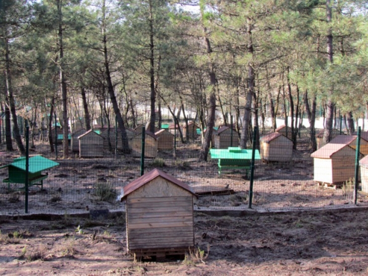 Her Şey Sokak Hayvanları İçin