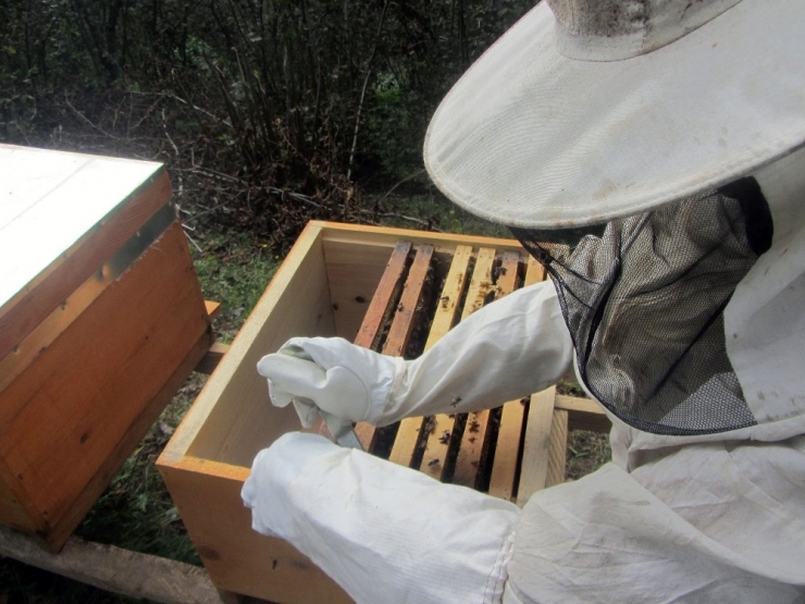 Mevsim Şartları Arıları Strese Soktu