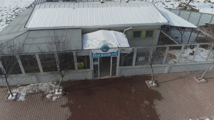 Sokak Kedilerine 5 Yıldızlı Otel Konforunda Bakım