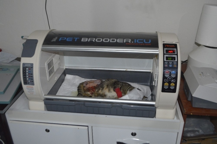 Yürüyemez Haldeki Kedi Tedevi Edildi