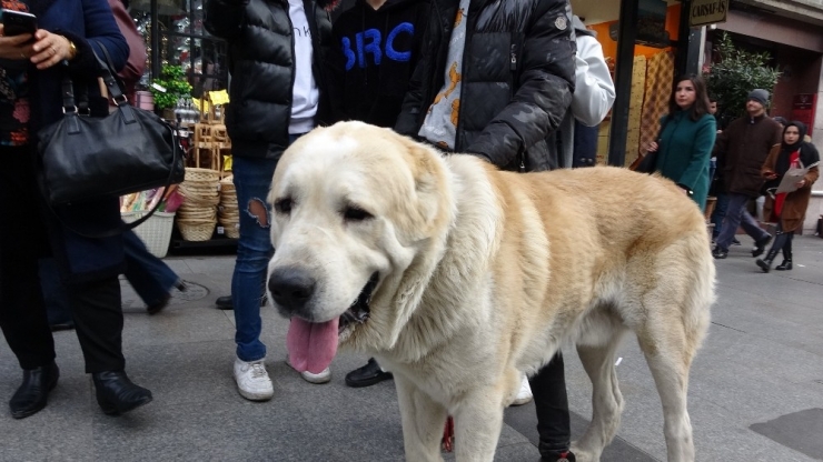 Türkiye’de Daha Büyüğü Yok! Onu Görenler Şaşkınlıklarını Gizleyemedi