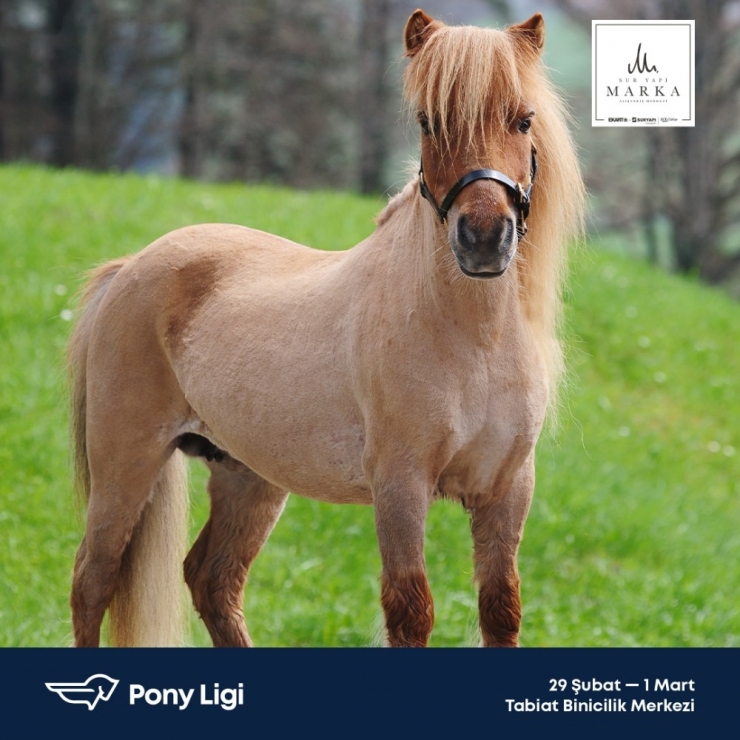 Sur Yapı Marka Avm Binicilik Tutkunlarını Buluşturuyor