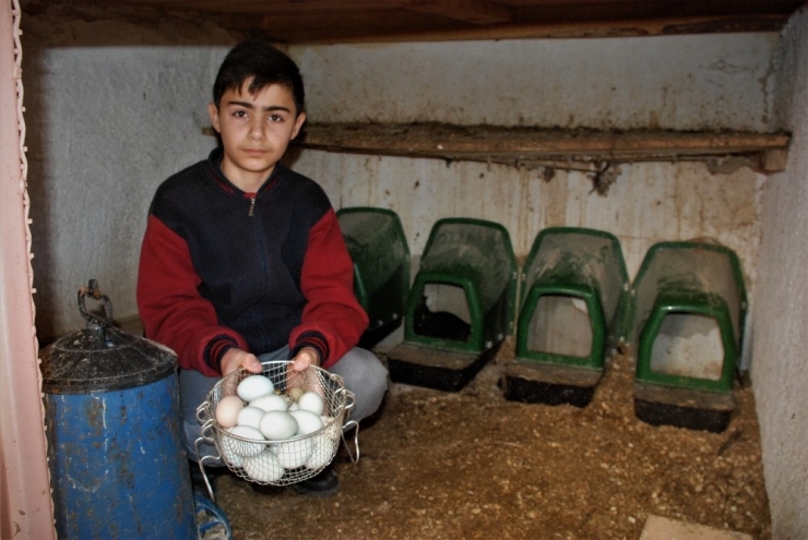 Okuldaki ’Yeşil Yumurtalar’, Devamsızlığı Azalttı
