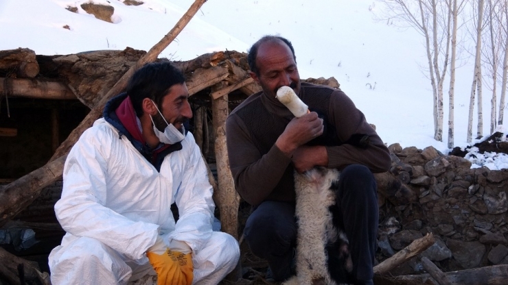Enkazdan 4 Gün Sonra Canlı Çıkarılan Kuzuya Sevgi Öpücüğü