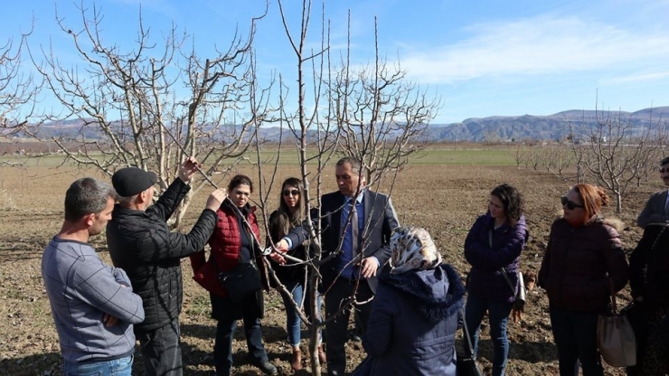 Tarım Danışmanlarına Budama Eğitimi