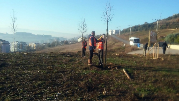 Hükümlüler Fidan Dikerek Doğaya Katkı Sağlıyor