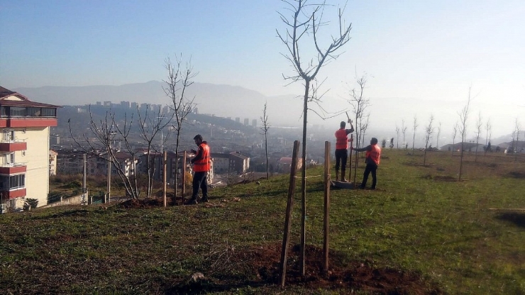 Hükümlüler Fidan Dikerek Doğaya Katkı Sağlıyor