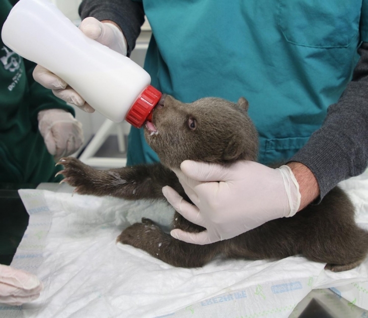 Ormanda Bulunan Yavru Ayı Ormanya’da Keçi Sütüyle Besleniyor