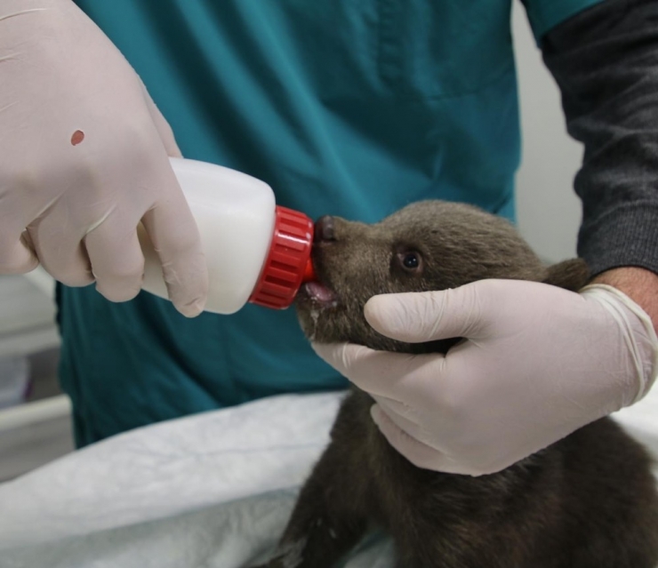 Ormanda Bulunan Yavru Ayı Ormanya’da Keçi Sütüyle Besleniyor