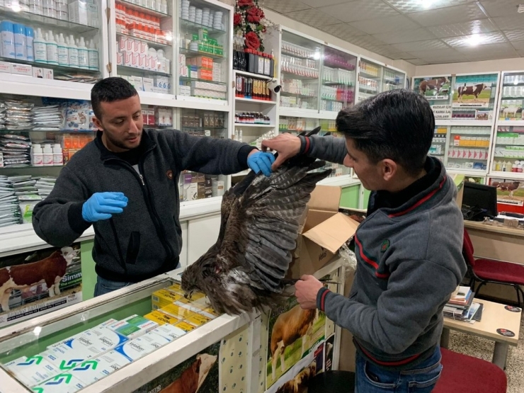 Birecik’te Yaralı Şahin Tedavi Altına Alındı