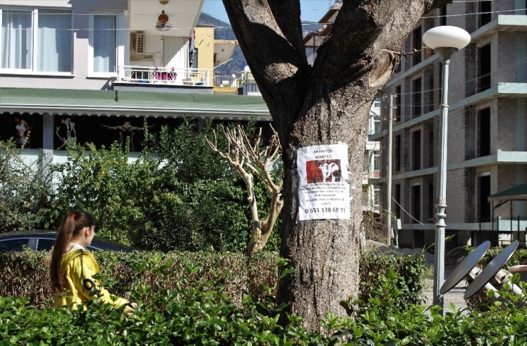 Kedisini Bulana 1000 Lira Ödül Verecek