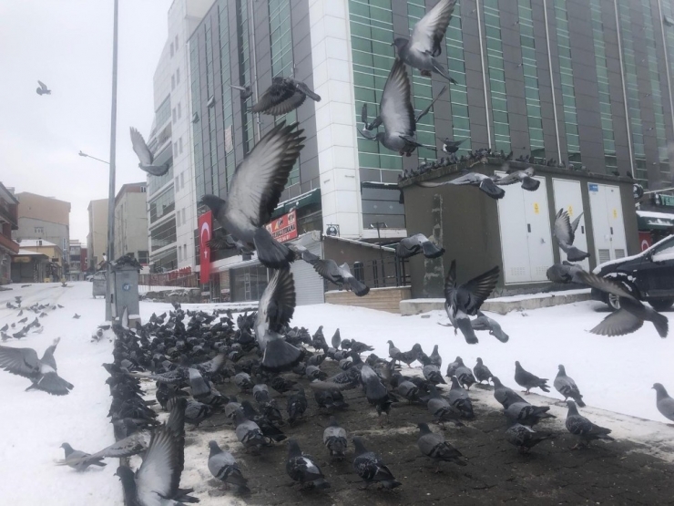 Ardahan’da Aç Kalan Güvercinleri Vatandaş Elleriyle Besliyor