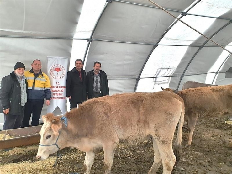 Malatya’da, 93 Çiftçiye 552 Baş Damızlık Düve Alımı Desteklemesi