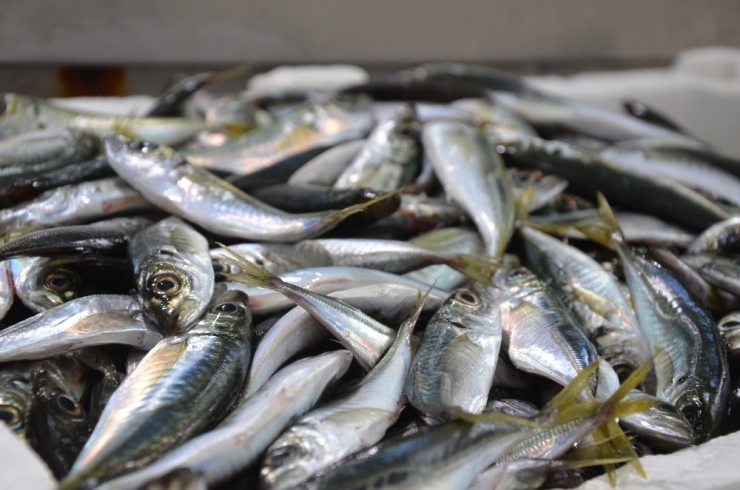 Karadeniz’de Balık Piyasasında Durgunluk