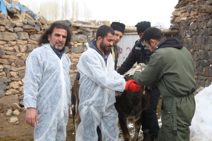 Veteriner Hekimler, Yaralı Hayvanlar İçin Seferber Oldu
