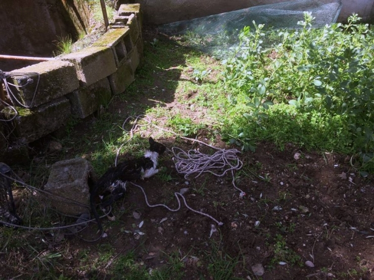 Su Kuyusuna Düşen Kediyi İtfaiye Kurtardı