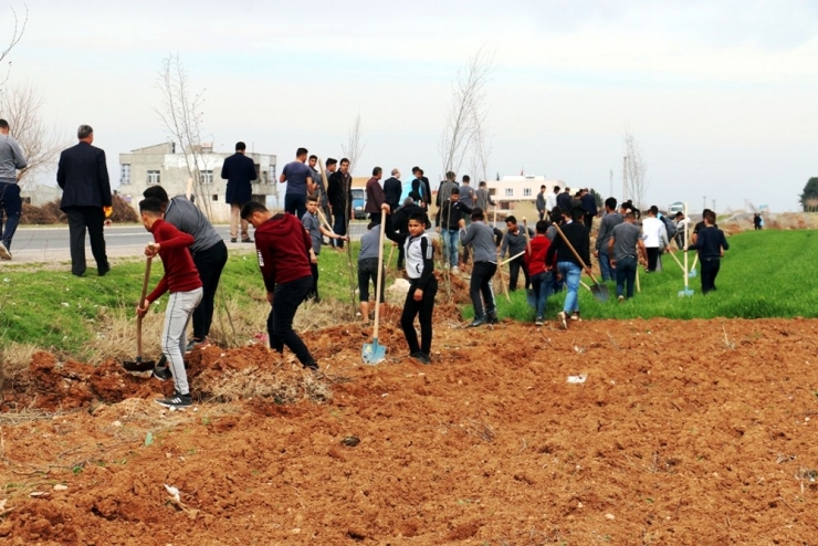 Akçakale’de Yeşillendirme Çalışmaları