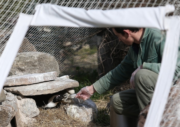 Penguenler Yumurtlamaya Başladı