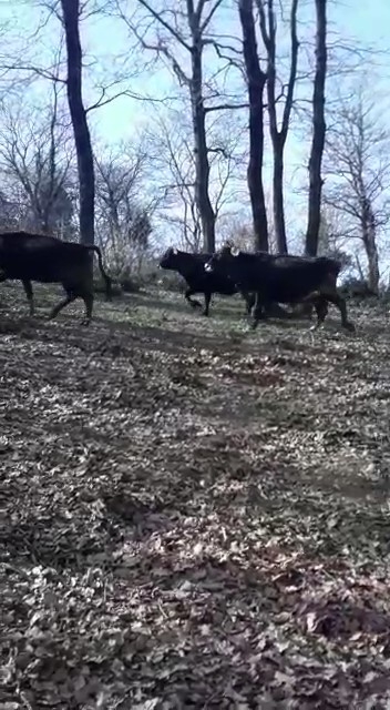 Ömerli’de Korkutan Ahır Yangını