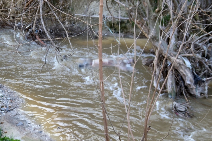 17 Gündür Aranıyordu, Ölü Olarak Bulundu