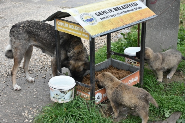Gemlik Belediyesi’nden Hayvanseverlere Destek