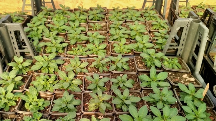 Kırıkkale’de Park Ve Yeşil Alanlarda Yaz Bakımı