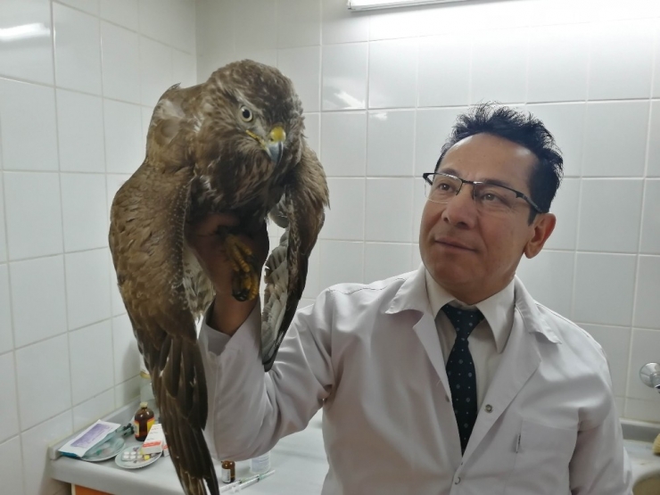 Manisa’da Yaralı Kızıl Şahine Yardım Eli