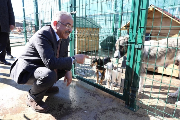 Ordu’da Can Dostlara Modern Barınak