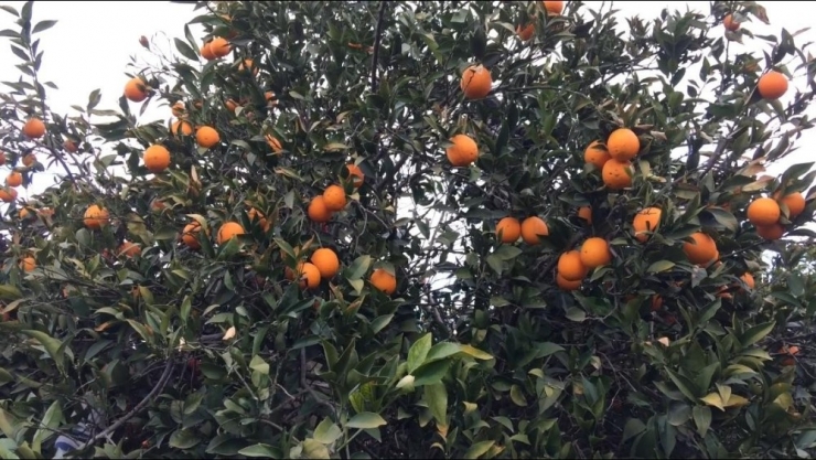 Narenciyeyi Soğuk Değil Dedikodusu Vurdu