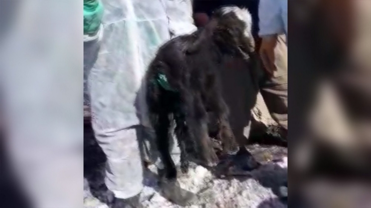 Günler Sonra Enkazdan Canlı Oğlak Çıkarıldı