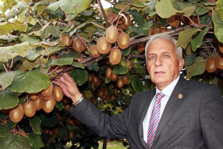 Kiviye Korona Virüsü Darbesi