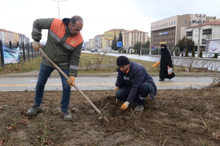 Çorum Belediyesi 4 Bin 500 Gül Fidesi Dikti