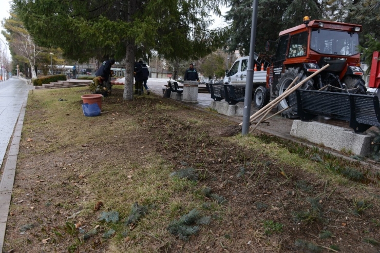 Çorum Belediyesi 4 Bin 500 Gül Fidesi Dikti