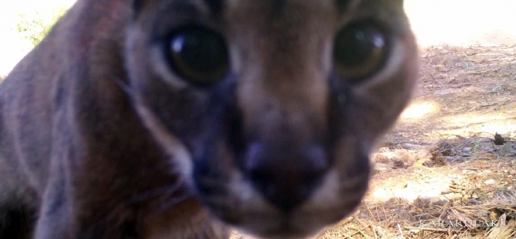 Karakulak’tan Fotokapan Selamı