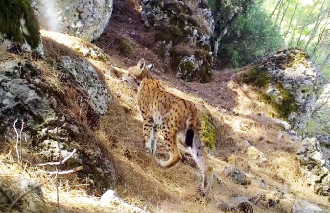 Karakulak’tan Fotokapan Selamı