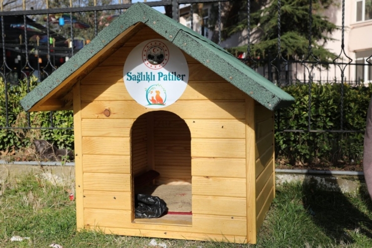 Sahipsiz 5 Bin Sokak Hayvanı Kısırlaştırılacak