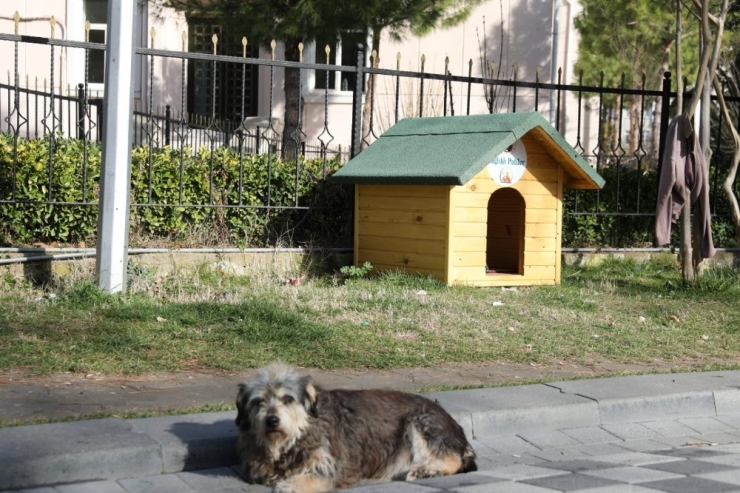 Sahipsiz 5 Bin Sokak Hayvanı Kısırlaştırılacak