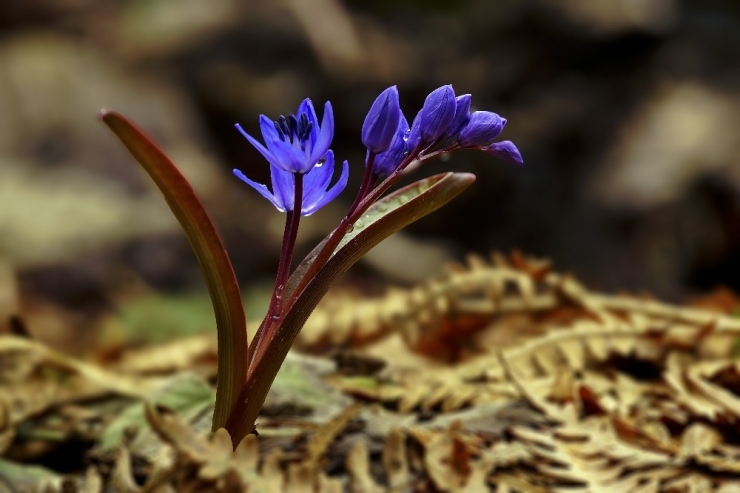 Uludağ’da Baharın Müjdecisi Kardelenler Çiçek Açtı