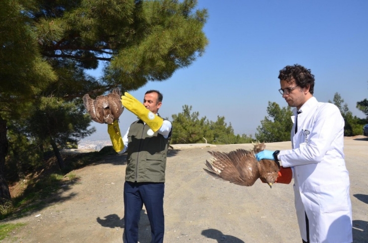 Tedavisi Yapılan Yaralı Şahinler Doğaya Salındı