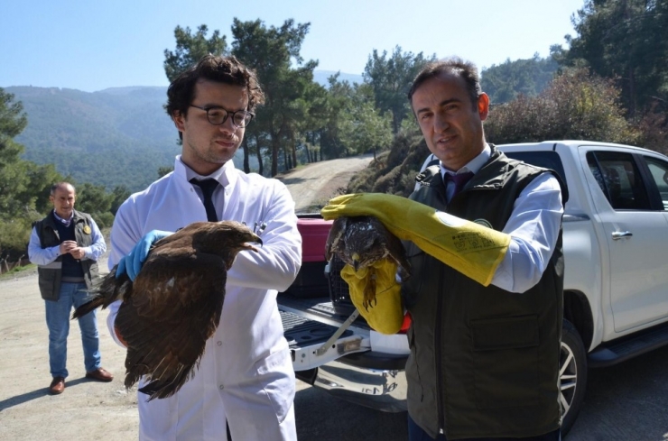 Tedavisi Yapılan Yaralı Şahinler Doğaya Salındı