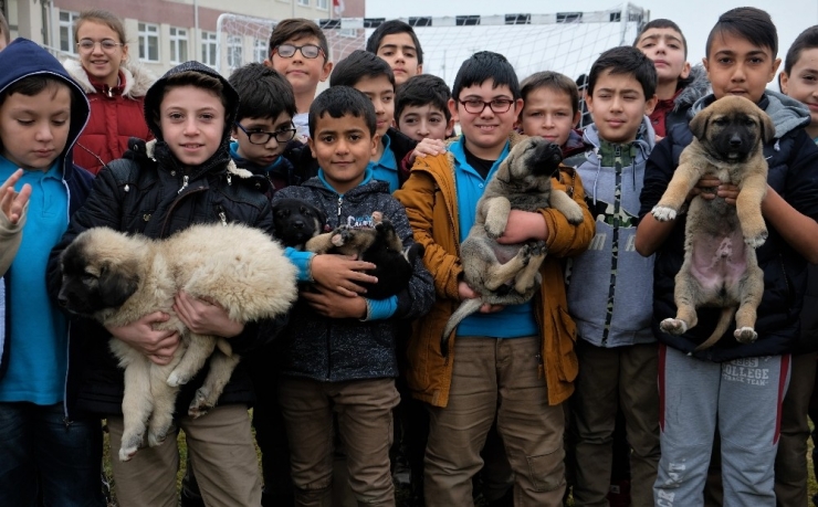 Minik Öğrencilerin Sahiplendikleri Köpeklere Kavuşma Anı Yürekleri Isıttı