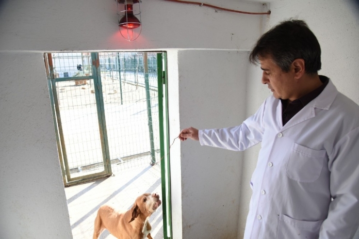 Sokak Hayvanları Üşümesin Diye Barınakların İçine Isıtıcılar Konuldu