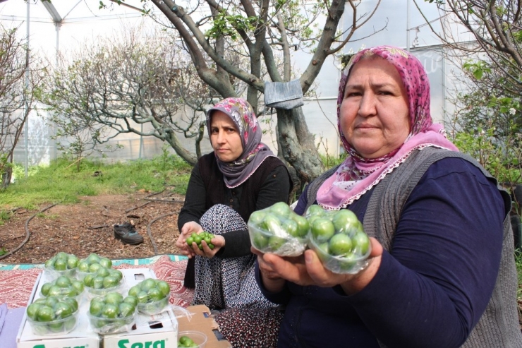 Hasat Edilen 1 Kilo Erik, Meraklısı Tarafından 250 Liraya Satın Alındı