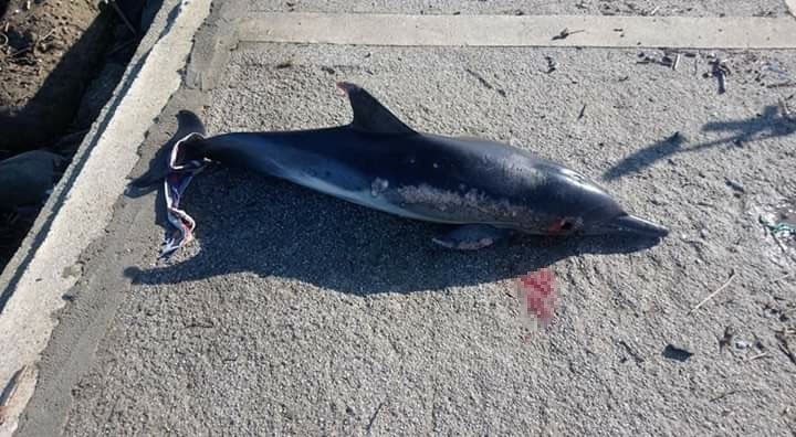 Ölü Yunus Balığı Sahile Vurdu